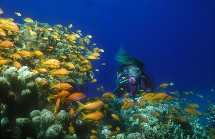Almuñécar y La Herradura se promociona en Madrid como destino turístico de buceo